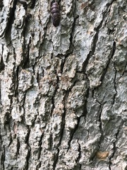 Lymantria dispar dispar