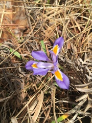 Iris verna