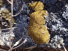 Hymenoloma crispulum