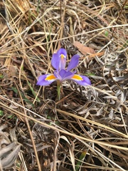 Iris verna