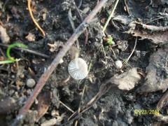 Agaricales