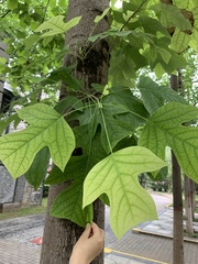 Liriodendron chinense