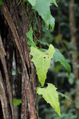 Zehneria cunninghamii