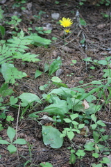 Hieracium taigense