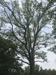 Lymantria dispar dispar