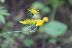 Hieracium taigense