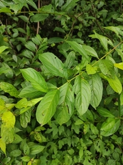 Rhamnus utilis