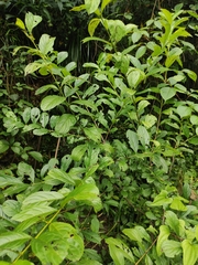 Rhamnus utilis