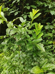 Rhamnus utilis