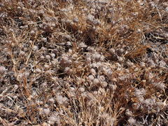 Psilocarphus tenellus