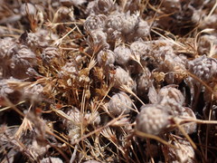 Psilocarphus tenellus