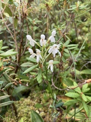Platanthera blephariglottis blephariglottis