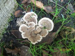 Trametes versicolor