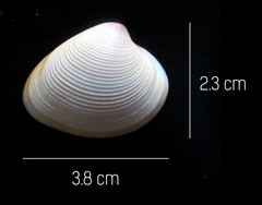 Lamelliconcha vinacea