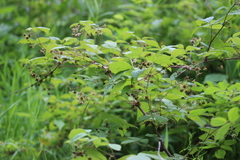 Rubus sachalinensis