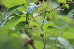 Rubus sachalinensis