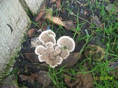 Trametes versicolor