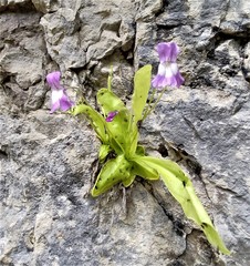Pinguicula longifolia