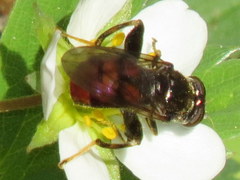 Chalcosyrphus libo