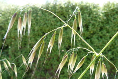 Avena sativa