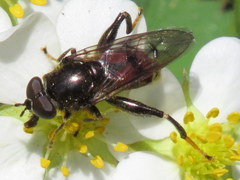 Chalcosyrphus libo