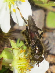 Chalcosyrphus libo