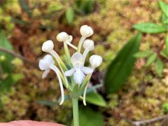 Platanthera blephariglottis blephariglottis