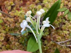 Platanthera blephariglottis blephariglottis