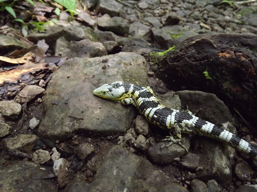 Bromeliad Arboreal Alligator Lizard