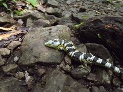 Abronia taeniata