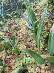 Platanthera blephariglottis blephariglottis