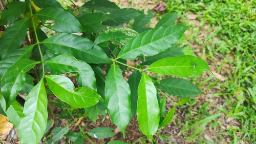 Hyptianthera stricta