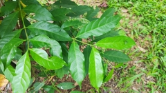 Hyptianthera stricta