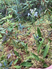 Platanthera blephariglottis blephariglottis