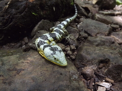 Abronia taeniata