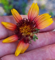 Gaillardia × grandiflora