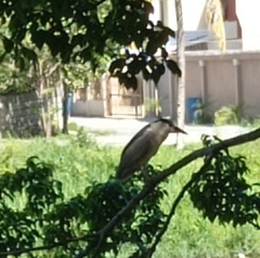 Nycticorax nycticorax