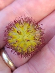 Gaillardia × grandiflora