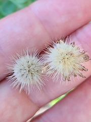 Gaillardia × grandiflora
