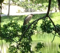 Nycticorax nycticorax