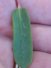 Gaillardia × grandiflora