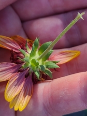 Gaillardia × grandiflora