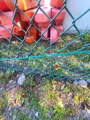 Gaillardia × grandiflora