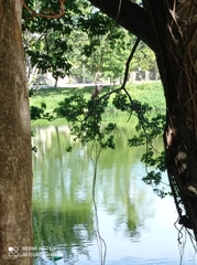 Nycticorax nycticorax