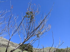 Phoradendron leucarpum tomentosum