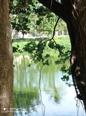 Nycticorax nycticorax