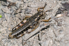 Buckellacris chilcotinae