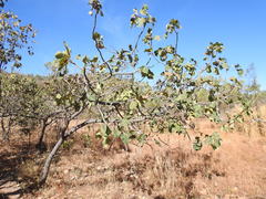 Terminalia ferdinandiana