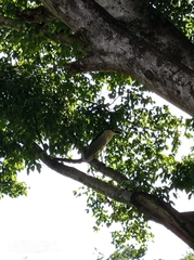 Nycticorax nycticorax