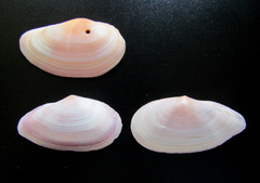 Eurytellina simulans